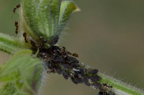 Lasius sp.