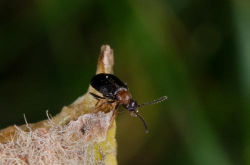 Anidorus nigrinus