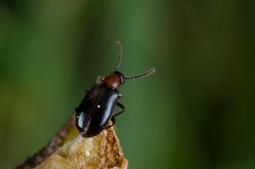 Réf. 140 133 : Anidorus nigrinus