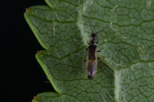 Réf. 140 305 : Malthodes sp.