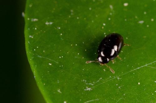 Réf. 140 127 : Olibrus sp.