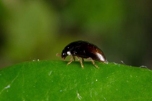 Olibrus sp.