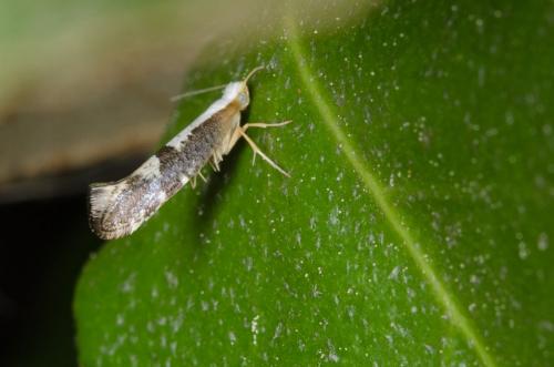 Argyresthia spinosella