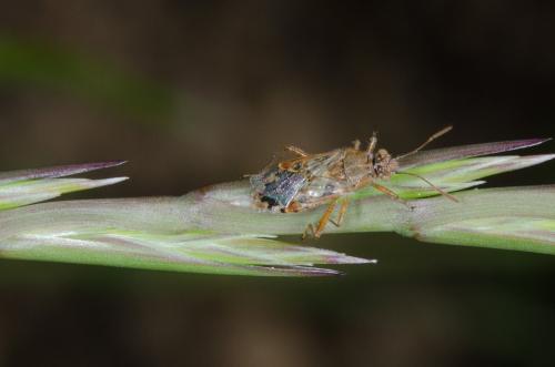 Liorhyssus hyalinus