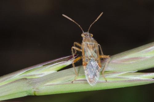 Liorhyssus hyalinus