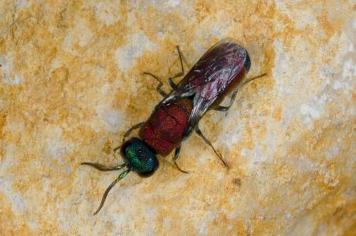 Chrysidini