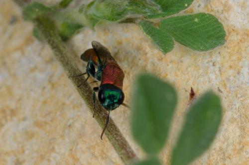 Chrysidini