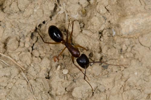 Camponotus sylvaticus