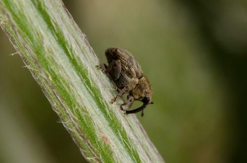 Réf. 140 050 : Trichosirocalus sp.