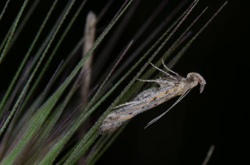 Réf. 140 067 : Metzneria sp.