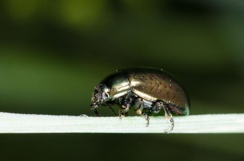 Réf. 140 065 : Chrysolina hyperici