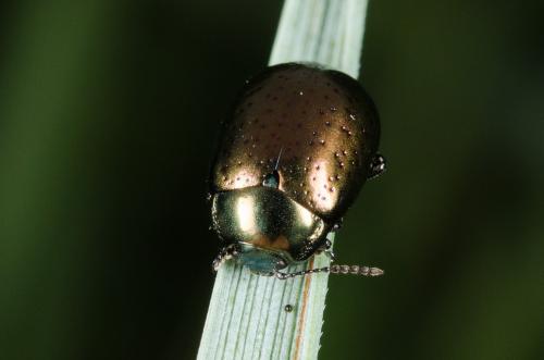 Réf. 140 066 : Chrysolina hyperici