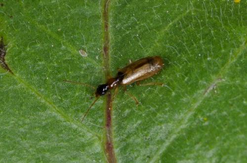 Réf. 140 373 : Demetrias atricapillus