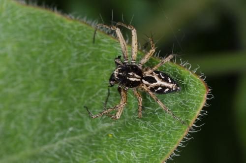Oxyopes heterophthalmus