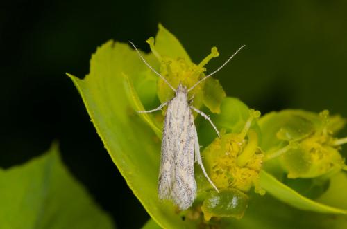 Réf. 140 051 : Metzneria sp.