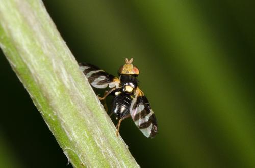 Réf. 140 047 : Urophora quadrifasciata