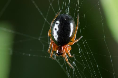 Réf. 140 395 : Hypsosinga sp.