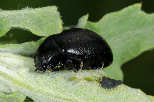Chrysolina sp.