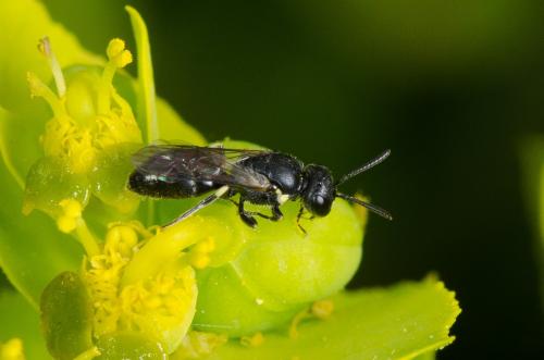 Hylaeus sp.