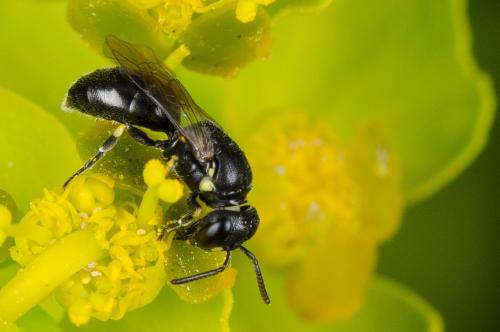 Hylaeus sp.