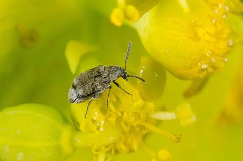 Réf. 140 466 : Bruchidius sp.