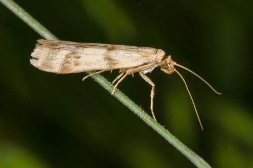Réf. 140 467 : Homoeosoma sinuella