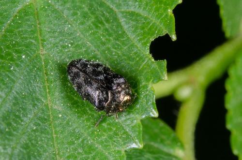Réf. 140 473 : Trachys minutus