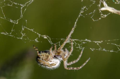 Aculepeira sp.