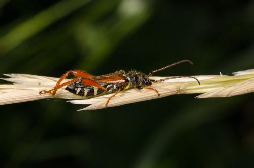 Stenopterus rufus