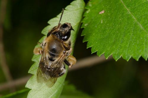 Eucera longicornis