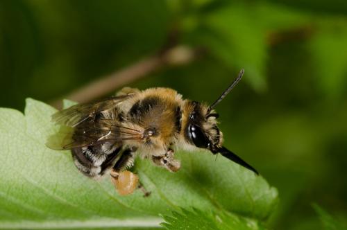 Eucera longicornis