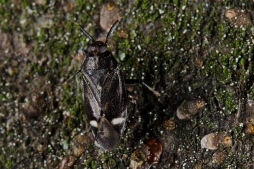 Réf. 140 222 : Myiomma fieberi