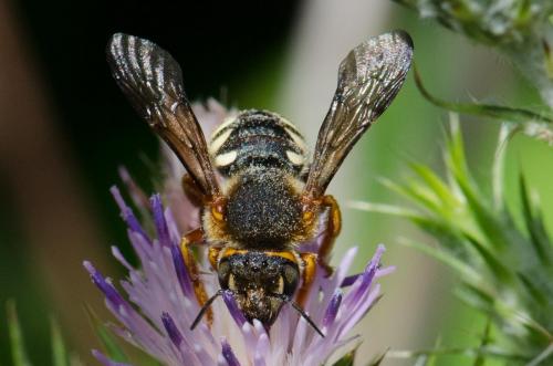 Réf. 140 784 : Rhodanthidium septemdentatum