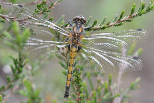 Réf. 140 215 : Leucorrhinia pectoralis
