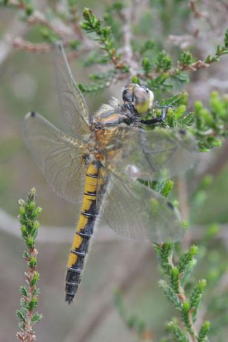 Réf. 140 216 : Leucorrhinia pectoralis