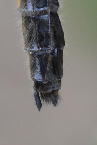 Réf. 140 223 : Leucorrhinia pectoralis