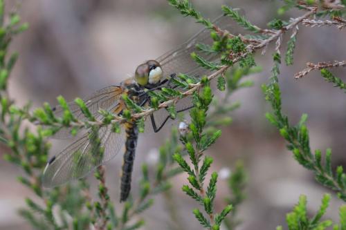 Réf. 140 219 : Leucorrhinia pectoralis