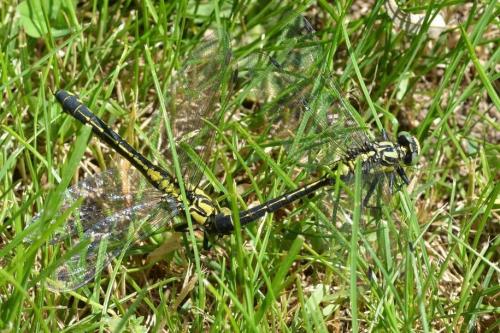 Gomphus vulgatissimus