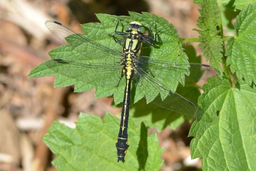 Réf. 140 823 : Gomphus vulgatissimus