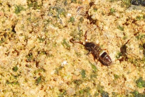 Orchesella cincta
