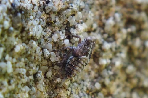 Issus coleoptratus
