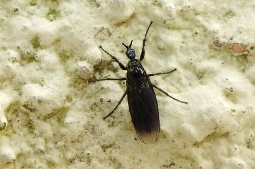 Dilophus febrilis