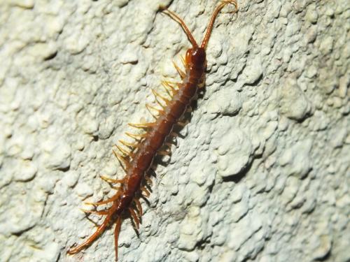 Lithobius sp.