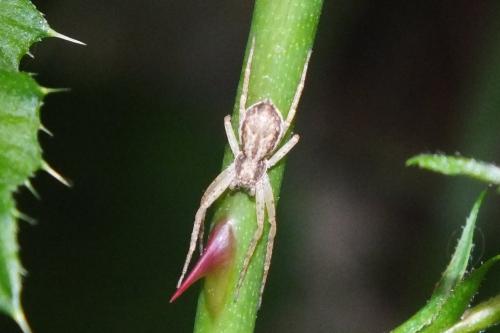 Philodromus dispar