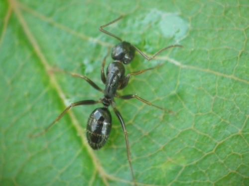 Camponotus fallax
