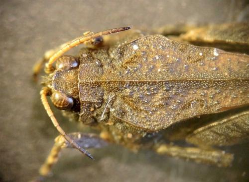 Réf. 140 617 : Tetrix ceperoi ceperoi