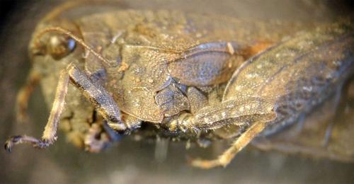 Réf. 140 619 : Tetrix ceperoi ceperoi