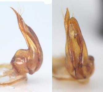 Réf. 140 581 : Ernobius mollis