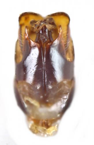 Réf. 140 961 : Cantharis paradoxa