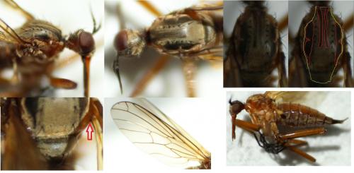 Réf. 140 806 : Empis punctata